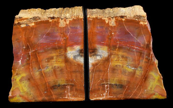 Tall Arizona Petrified Wood Bookends #36668